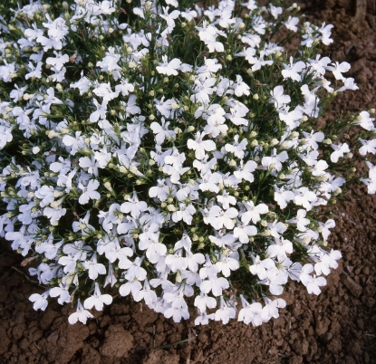 Picture of Lobelia - White Lady Seed